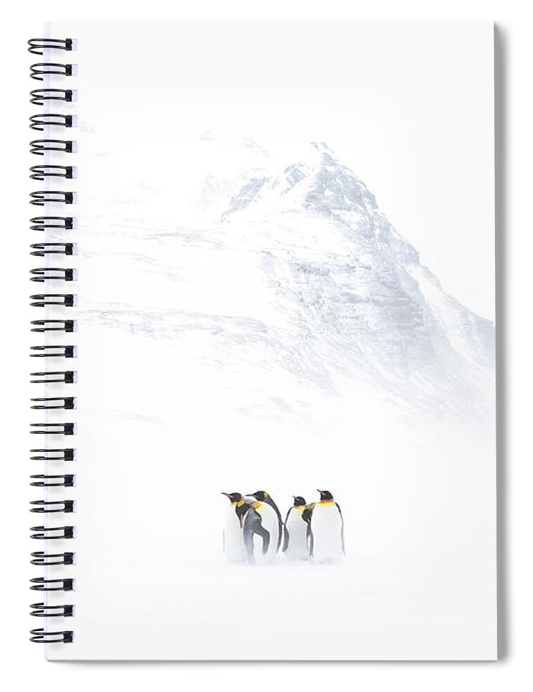 Wind Spiral Notebook featuring the photograph Group Of King Penguins Standing Against by Darrell Gulin