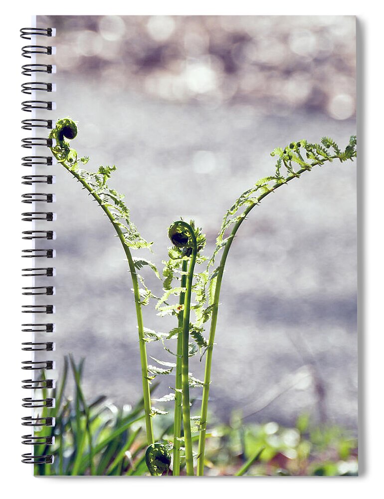 Fern Spiral Notebook featuring the photograph Growing by Kerri Farley