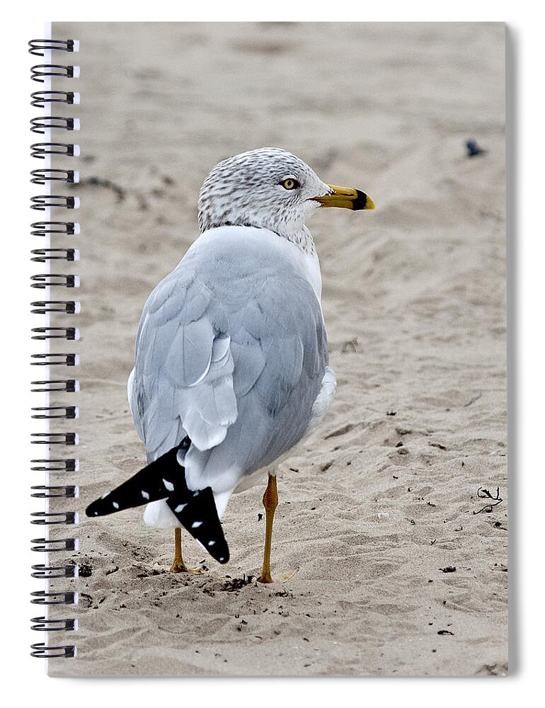 Gull Ringbilled Spiral Notebook featuring the photograph Gull by Carol Erikson