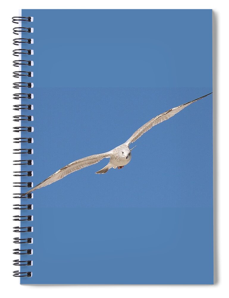 Sea Spiral Notebook featuring the photograph Gull in Flight by Christy Pooschke