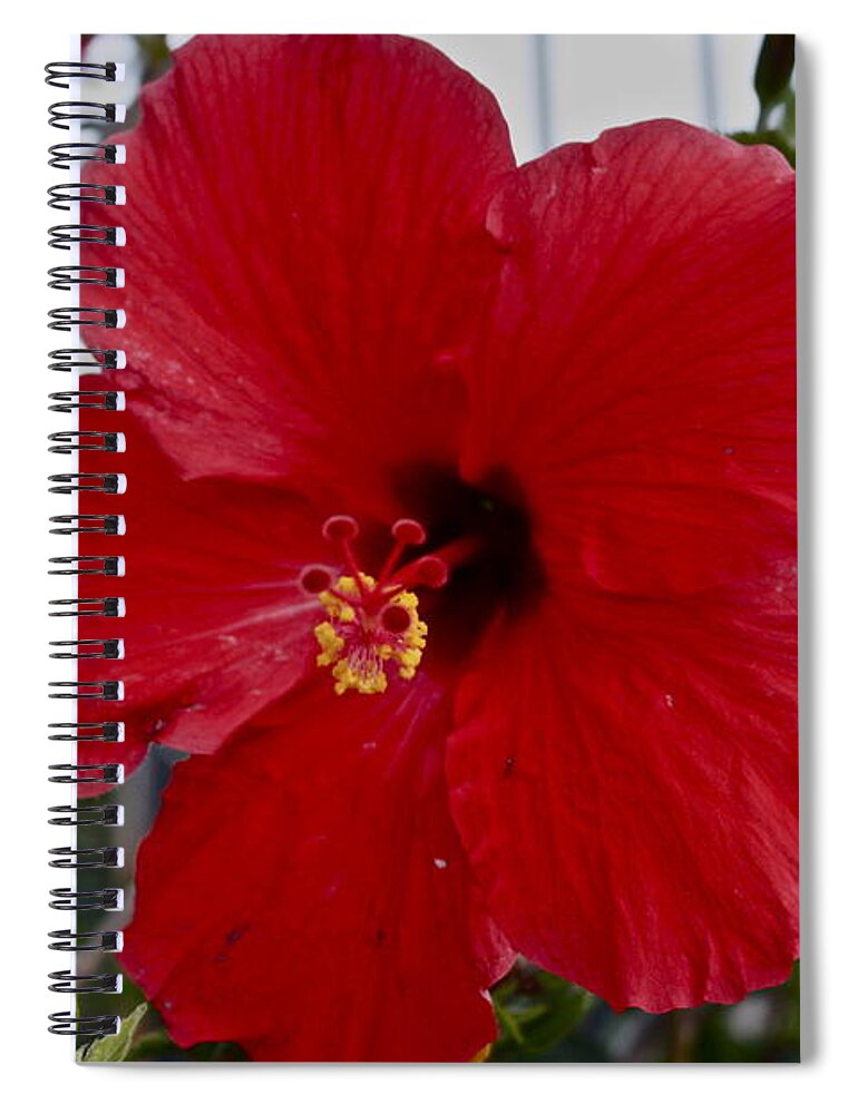 Gumamela Spiral Notebook featuring the photograph Gumamela2 by Carol Tsiatsios