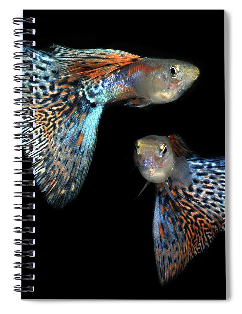 Pets Spiral Notebook featuring the photograph Guppy Tropical Pet Fish by Midnightdream