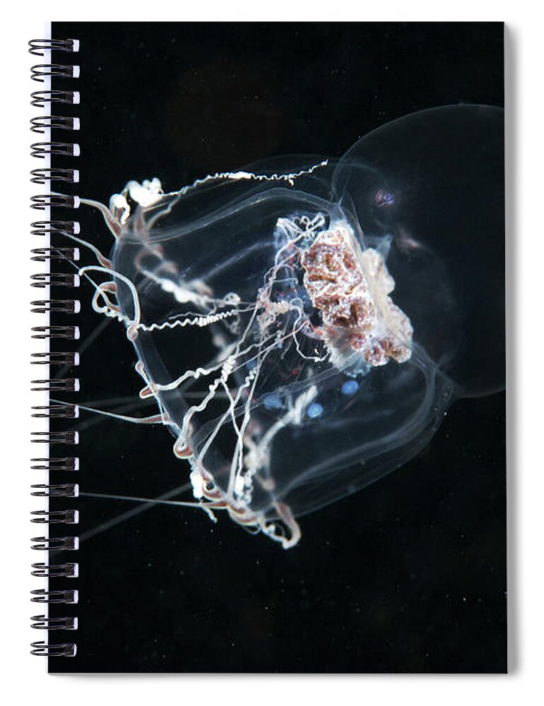 Tranquility Spiral Notebook featuring the photograph Halitholus by Cultura Rf/alexander Semenov