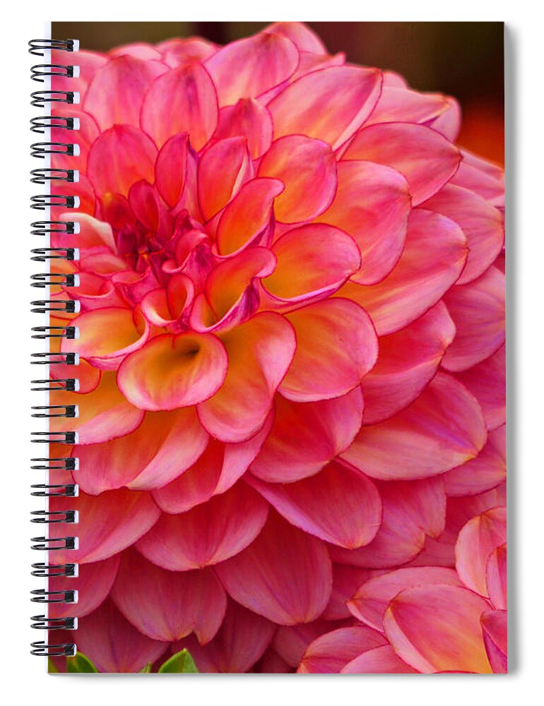 Flower Spiral Notebook featuring the photograph Hamari Rose - dahlia by Jordan Blackstone