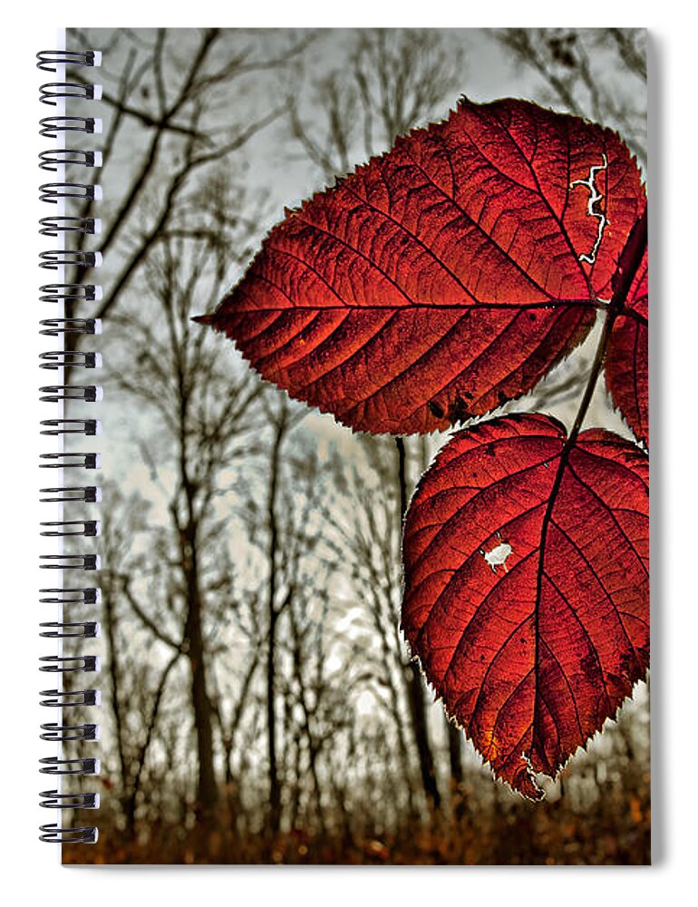 2011 Spiral Notebook featuring the photograph Hanging Down by Robert Charity