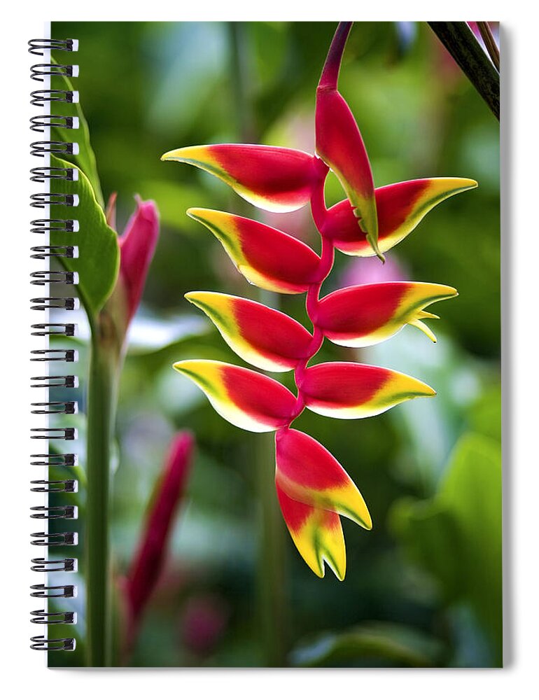 Beautiful Spiral Notebook featuring the photograph Hanging Heliconia Flower by M Swiet Productions