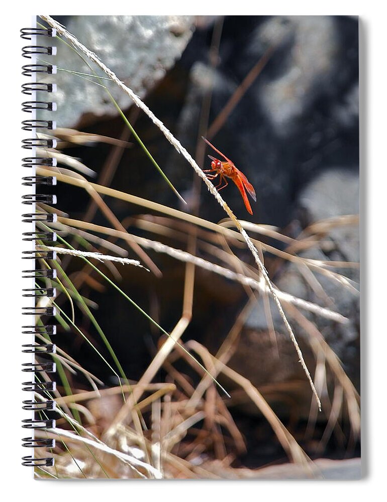 Dragonfly Spiral Notebook featuring the photograph Hanging On by Michele Myers