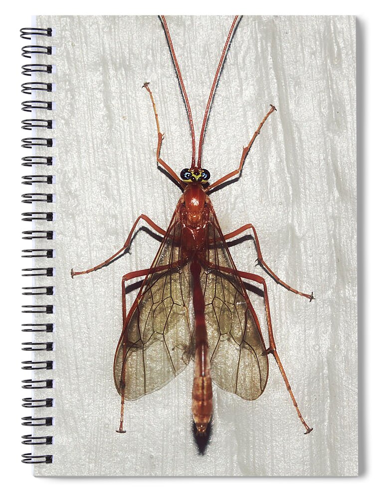 Fly Spiral Notebook featuring the photograph Hanging Out by Melanie Lankford Photography