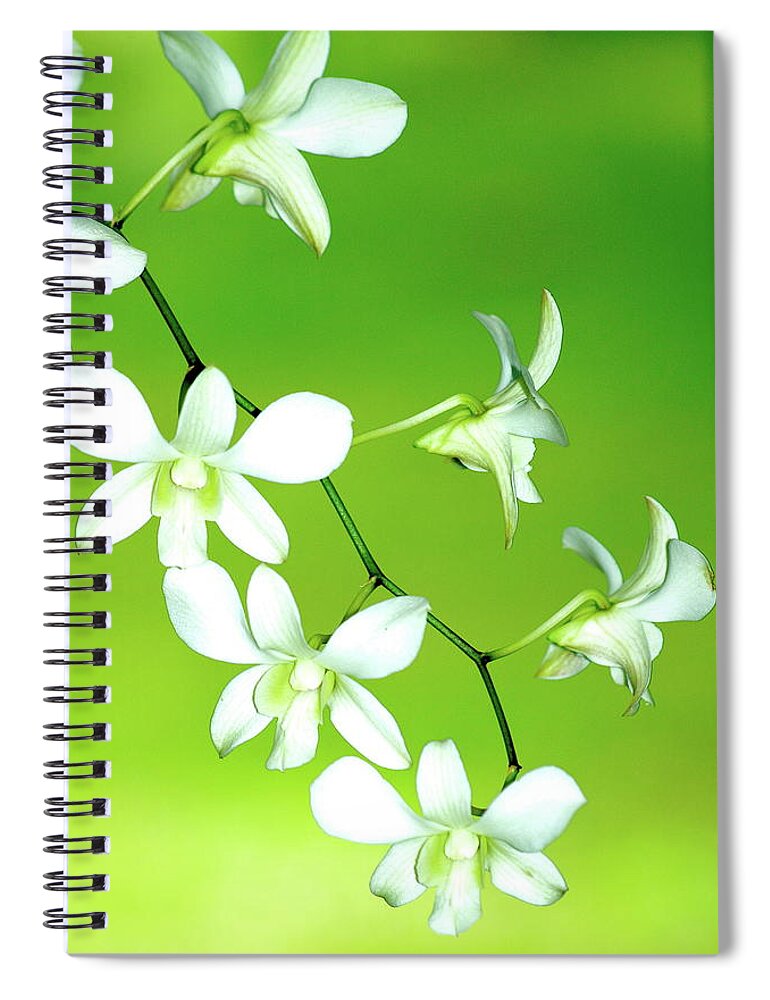 Orchids Spiral Notebook featuring the photograph Hanging White Orchids by Lehua Pekelo-Stearns