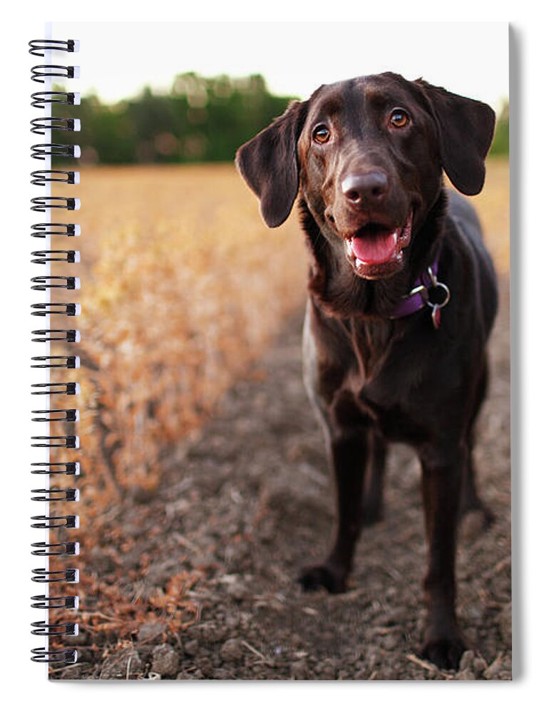 Animal Themes Spiral Notebook featuring the photograph Happy Dog In Field by Purple Collar Pet Photography