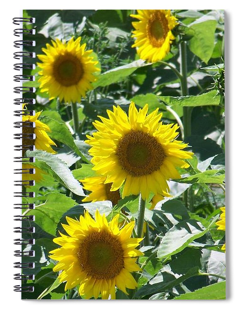 Sunflowers Spiral Notebook featuring the photograph Happy Faces by Jackie Mueller-Jones