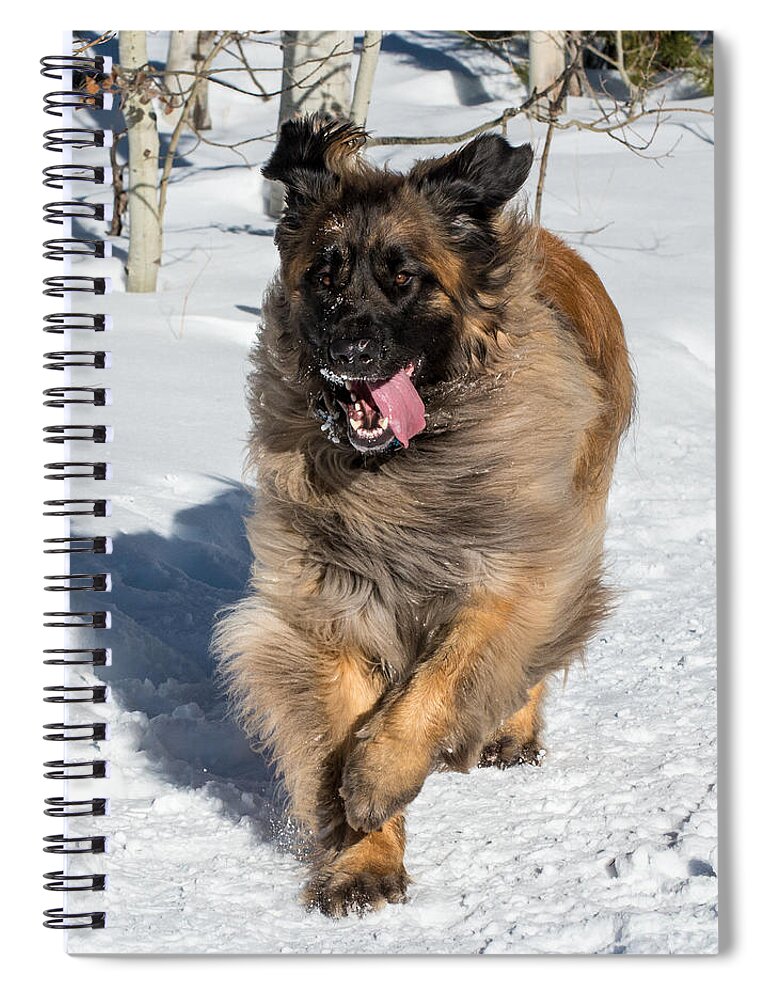 Leonberger Spiral Notebook featuring the photograph Happy Leonberger Winter Trail Running by Gary Whitton