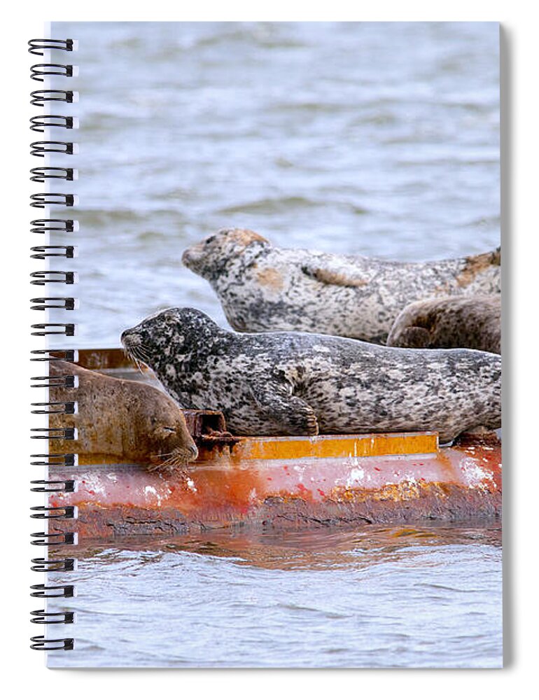 Harbour Seals Spiral Notebook featuring the photograph Harbour Seals Lounging by Sharon Talson
