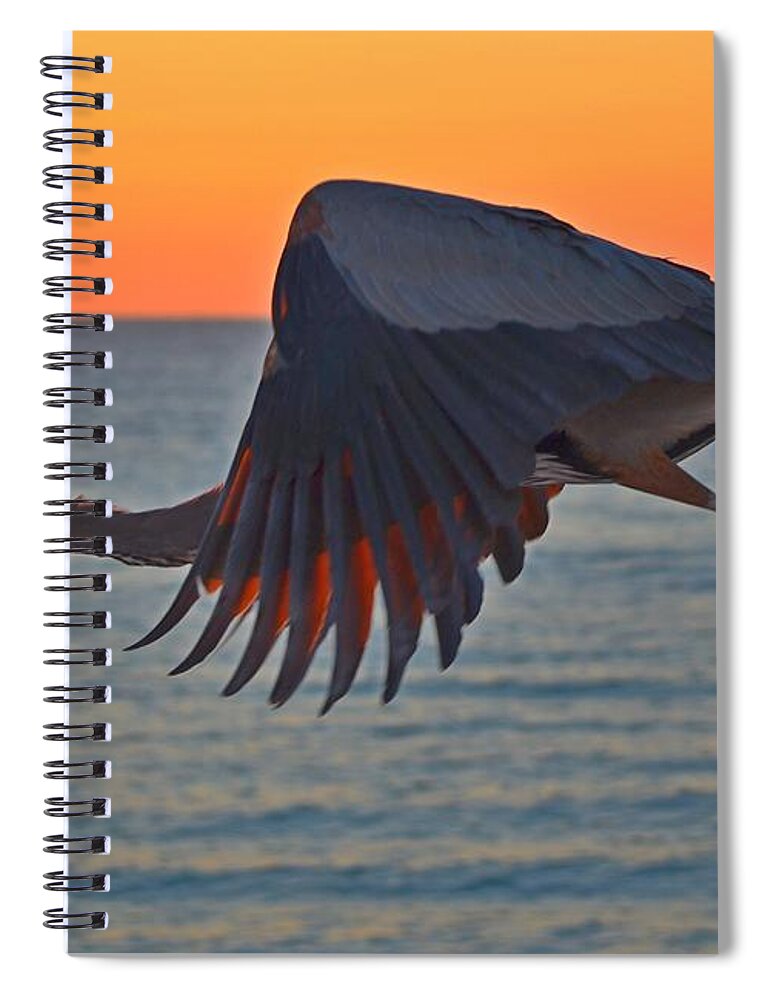 Harry The Heron Spiral Notebook featuring the photograph Harry the Heron In Flight Close-Up at Sunrise on Navarre Beach by Jeff at JSJ Photography