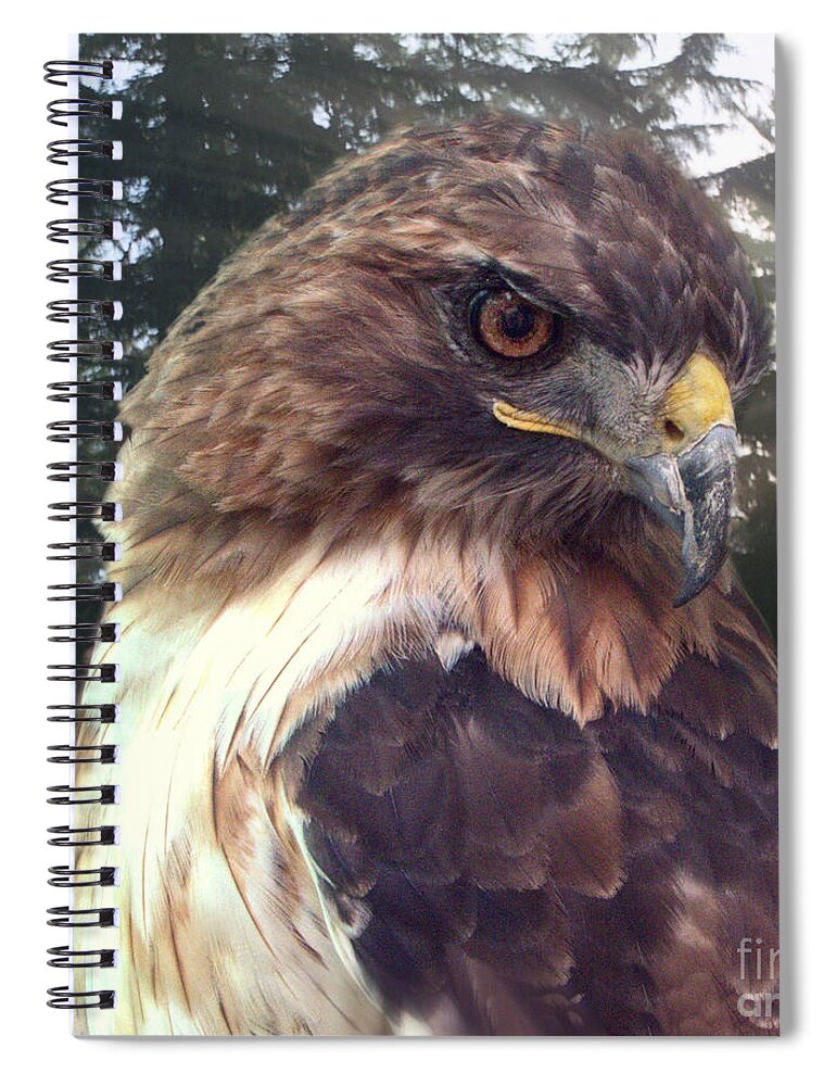 Hawk Spiral Notebook featuring the photograph Hawk Eye - Wildlife Art Photography by Ella Kaye Dickey