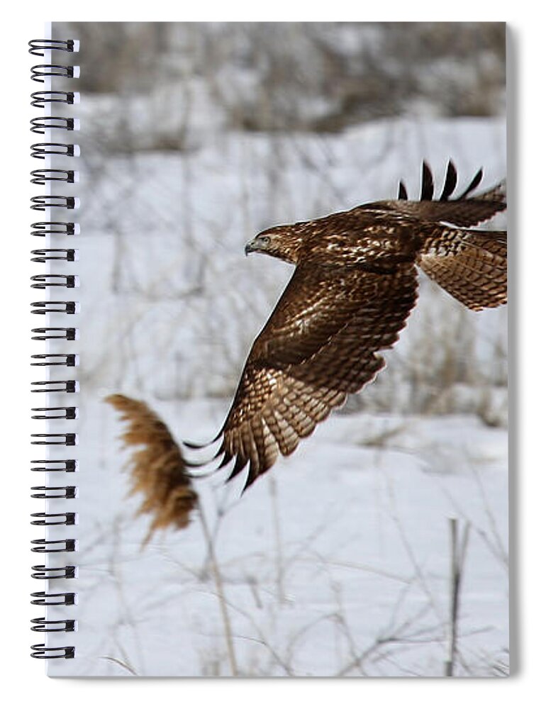 Hawk Spiral Notebook featuring the photograph Hawk in Flight by Marty Fancy