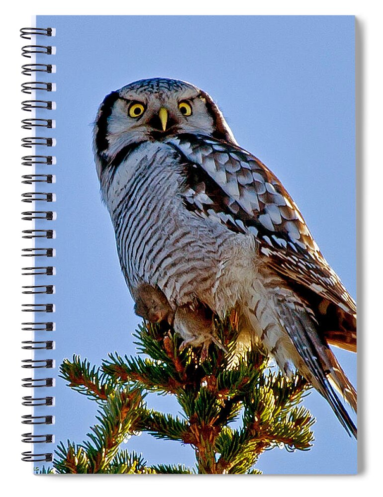Hawk Owl Square Spiral Notebook featuring the photograph Hawk Owl square by Torbjorn Swenelius