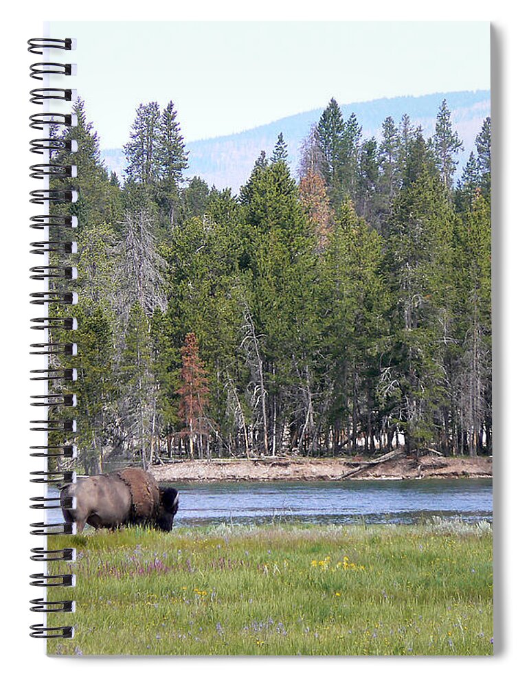 Bison Spiral Notebook featuring the photograph Hayden Valley Bison by Laurel Powell