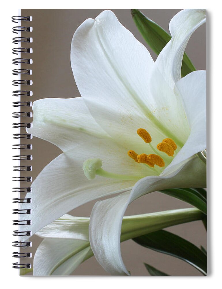 Lily Spiral Notebook featuring the photograph He is Risen by Anita Oakley