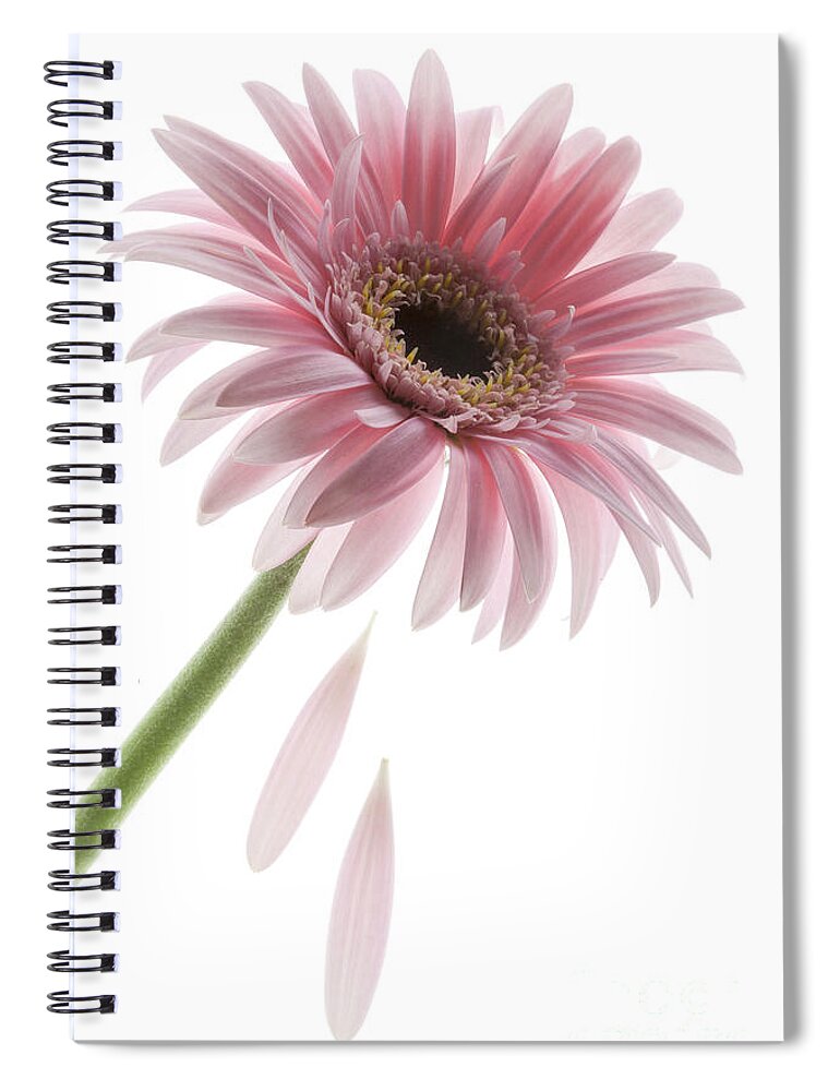 He Loves Me Spiral Notebook featuring the photograph He Loves Me. . . by Patty Colabuono