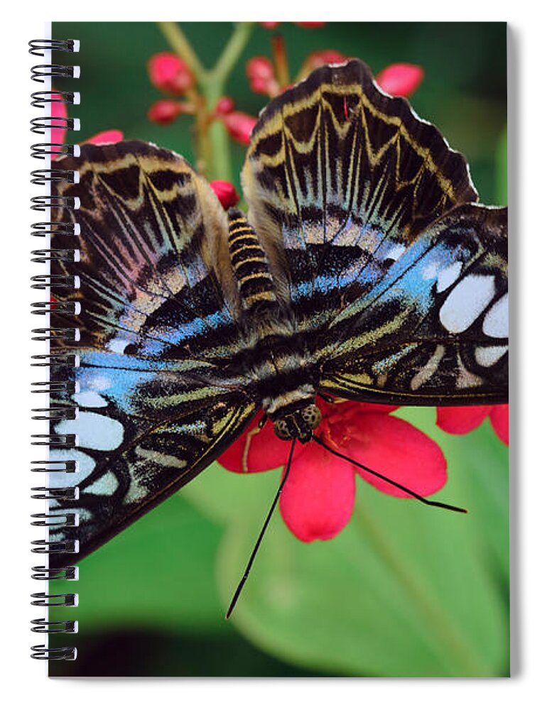 Butterfly Spiral Notebook featuring the photograph Head Rush by Tamara Becker