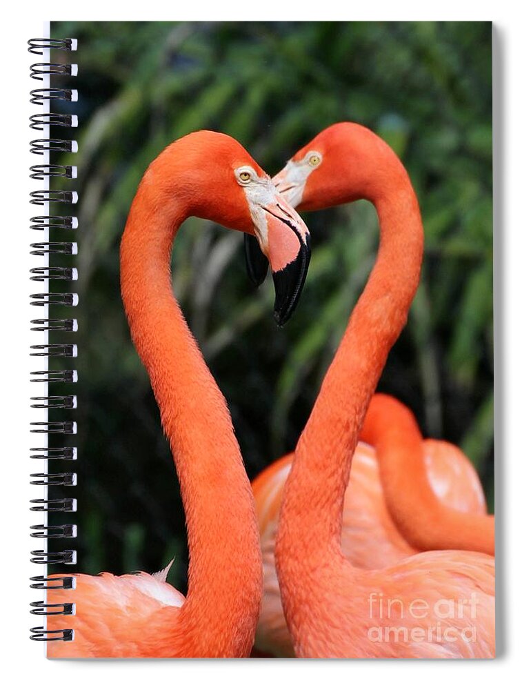 Flamingo Spiral Notebook featuring the photograph Heart to Heart Flamingo's by Sabrina L Ryan