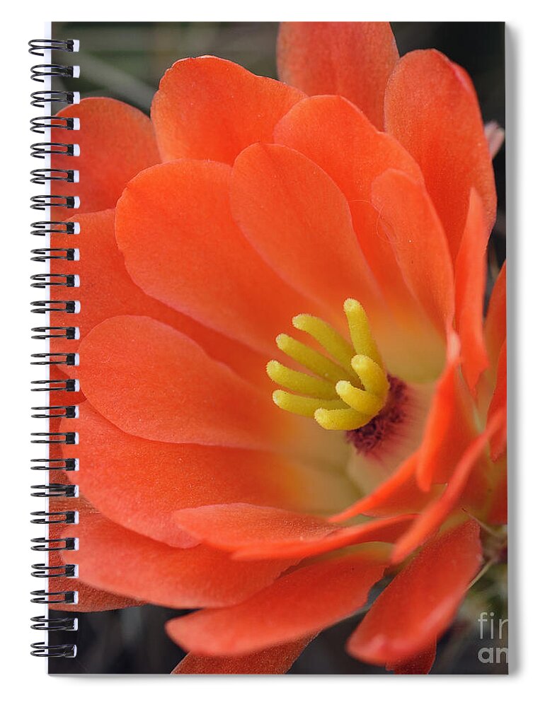 Cactus Flower Spiral Notebook featuring the photograph Hedgehog Cactus Flower by Tamara Becker