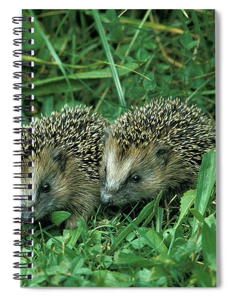 Photography Spiral Notebook featuring the photograph Hedgehogs by Animal Images