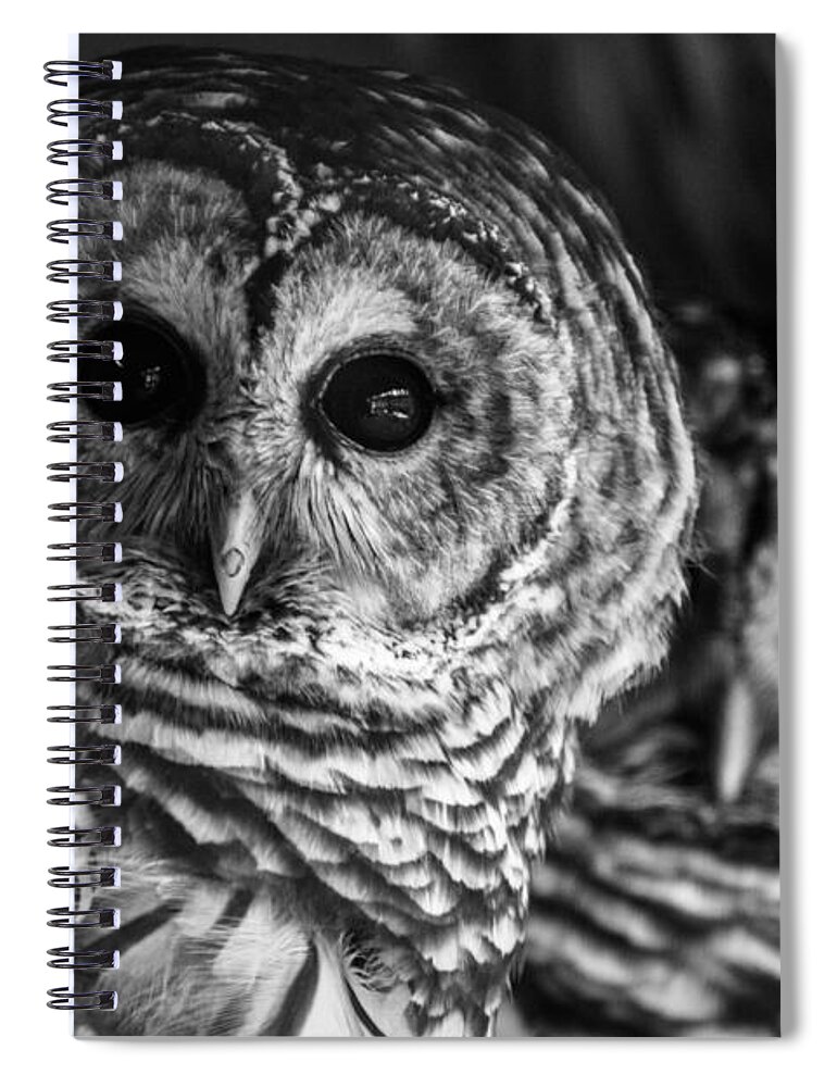 Barred Owl Spiral Notebook featuring the photograph Helen Stares by David Rucker