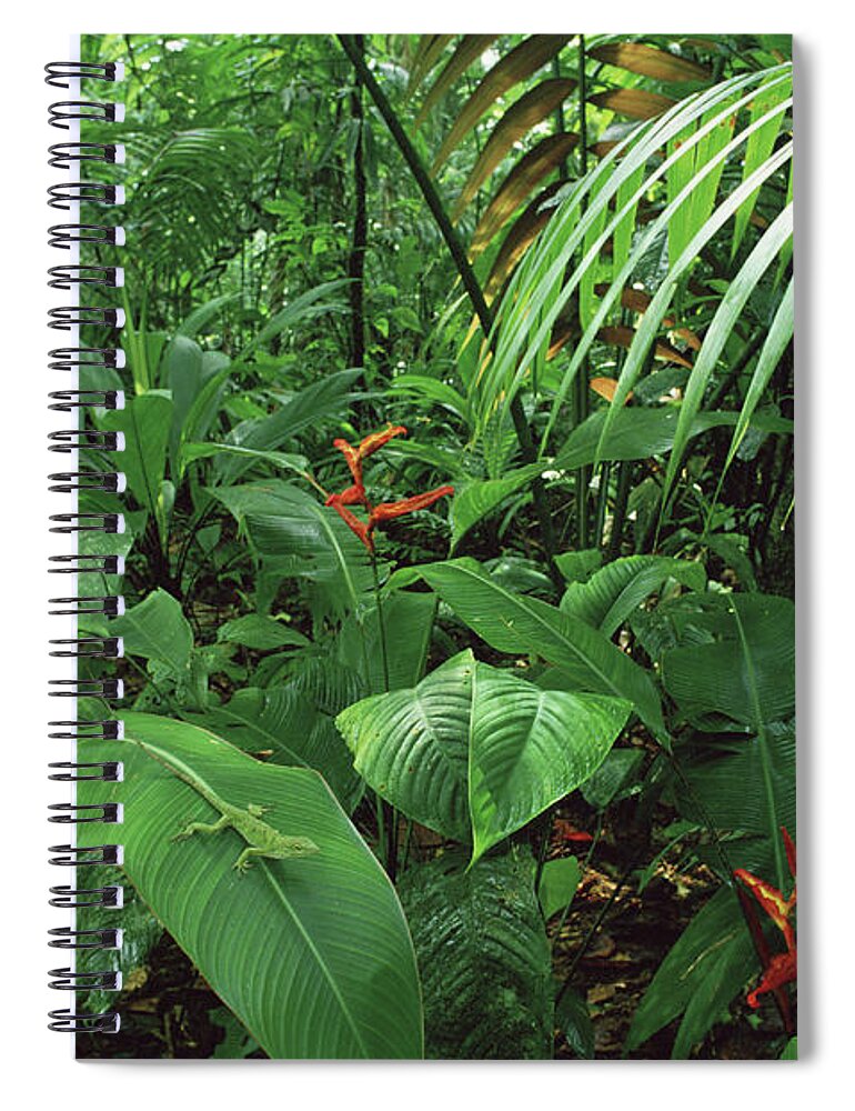 Color Image Spiral Notebook featuring the photograph Heliconia and Palms with Green Anole by Michael and Patricia Fogden