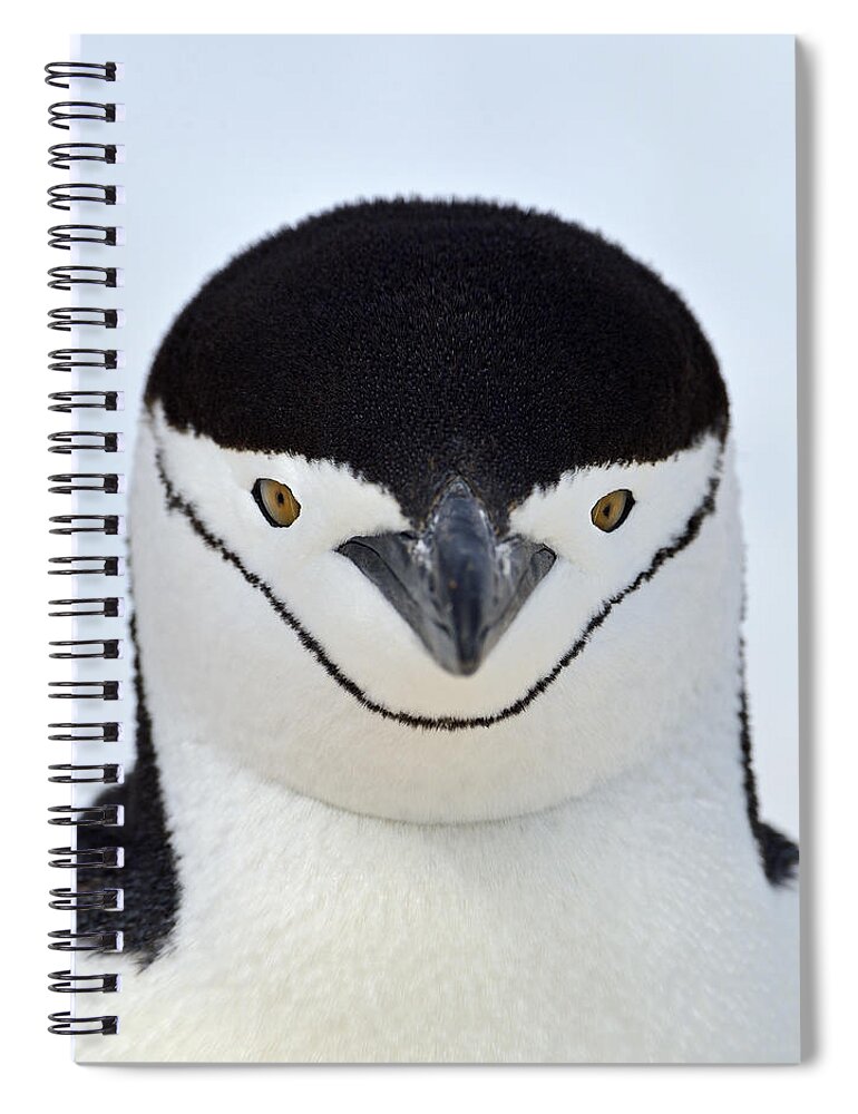 Chinstrap Penguin Spiral Notebook featuring the photograph Helmet by Tony Beck