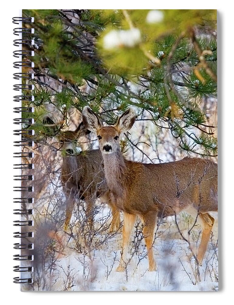 Extreme Terrain Spiral Notebook featuring the photograph Herd Of Mule Deer In Colorado Winter by Swkrullimaging