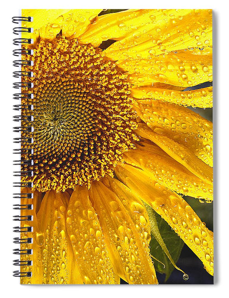 Flower Spiral Notebook featuring the photograph Here comes the sun by Jean Noren