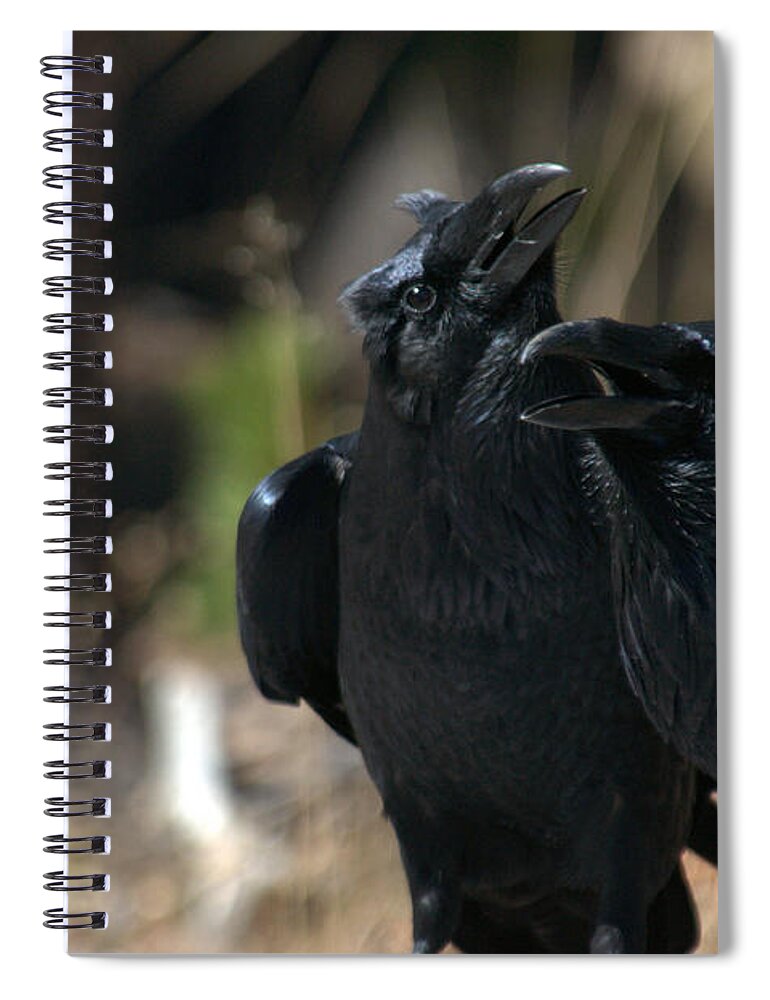 Raven Spiral Notebook featuring the photograph Here he is by Frank Madia