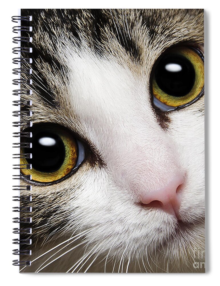 Acat Spiral Notebook featuring the photograph Here Kitty Kitty Close Up by Andee Design