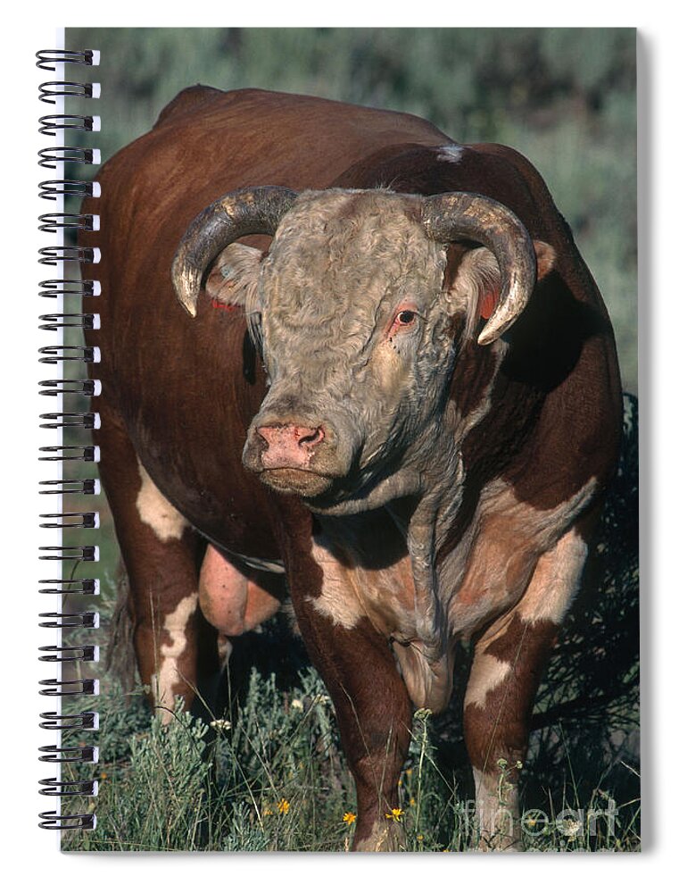 Hereford Cattle Spiral Notebook featuring the photograph Hereford Bull by William H. Mullins