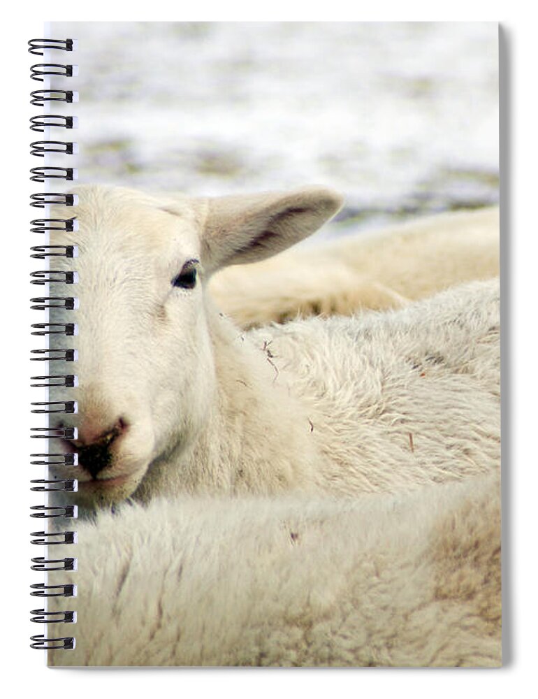 Here's Lookin At You Spiral Notebook featuring the photograph Here's lookin at you by Photographic Arts And Design Studio