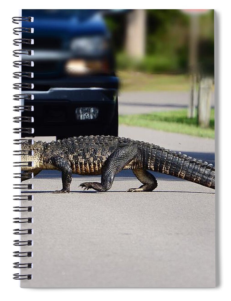 Alligator Spiral Notebook featuring the photograph Hey I'm Walkin Here by Kathy Baccari