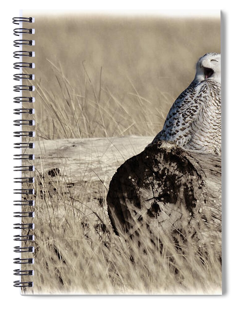 Hey You Guys Spiral Notebook featuring the photograph Hey You Guys by Wes and Dotty Weber