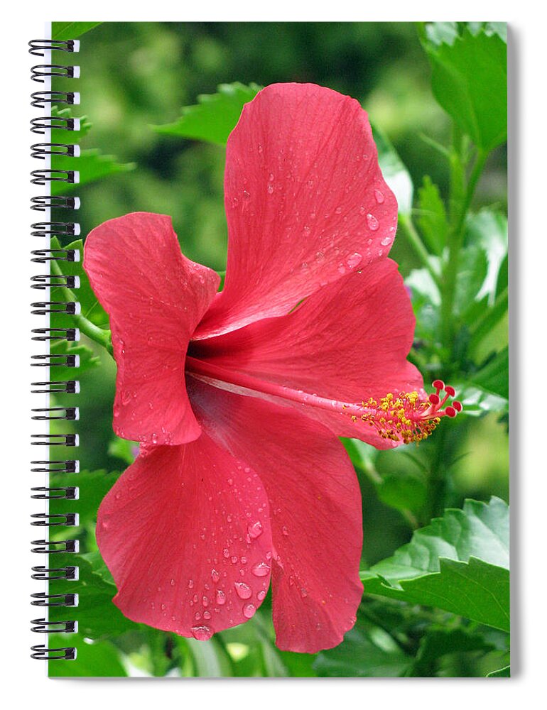 Hibiscus Spiral Notebook featuring the photograph Hibiscus - After The Rain - 15 by Pamela Critchlow