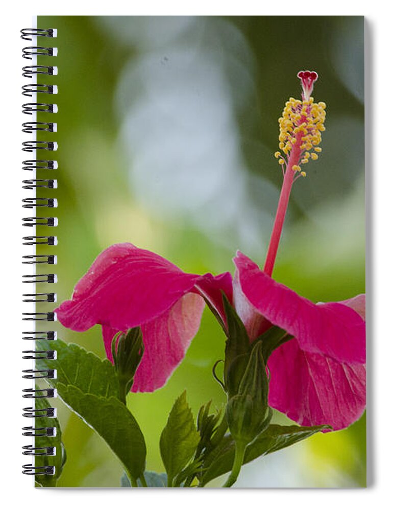 Hibiscus Spiral Notebook featuring the photograph Hibiscus Blooming by Pravine Chester
