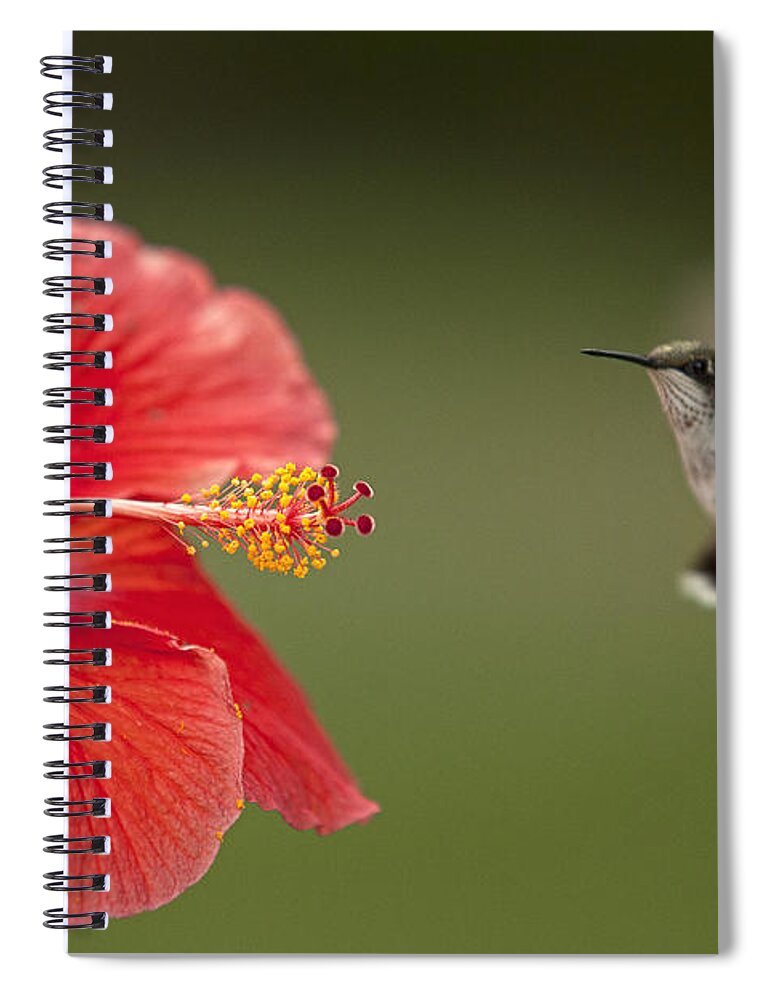 Hummingbird Spiral Notebook featuring the photograph Hibiscus Hummingbird by John Crothers