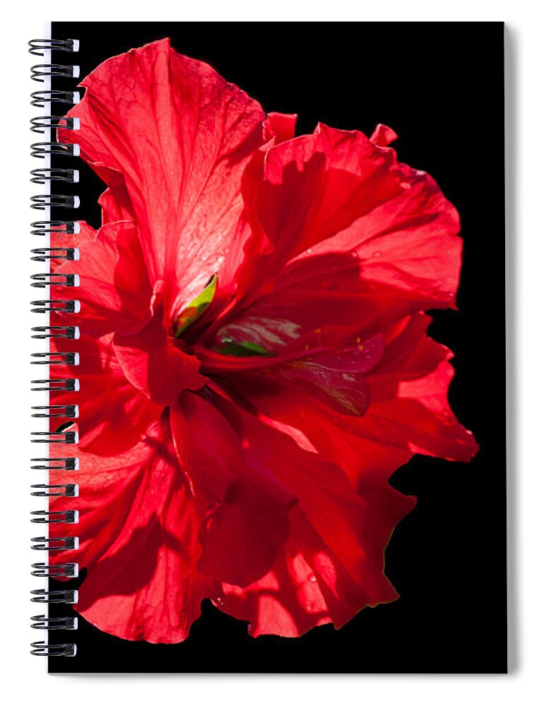 This Hibiscus Rosa-sinensis Are From My Grandmother And Been My Companion Since The Fifthies. Hibiscus Pride Of Hankins Double Fuschia Pink Has Beautiful Deep Forest Green Glossy Foliage With A Dense Spiral Notebook featuring the photograph Hibiscus rosa sinensis - Pride of Hankins II by Torbjorn Swenelius