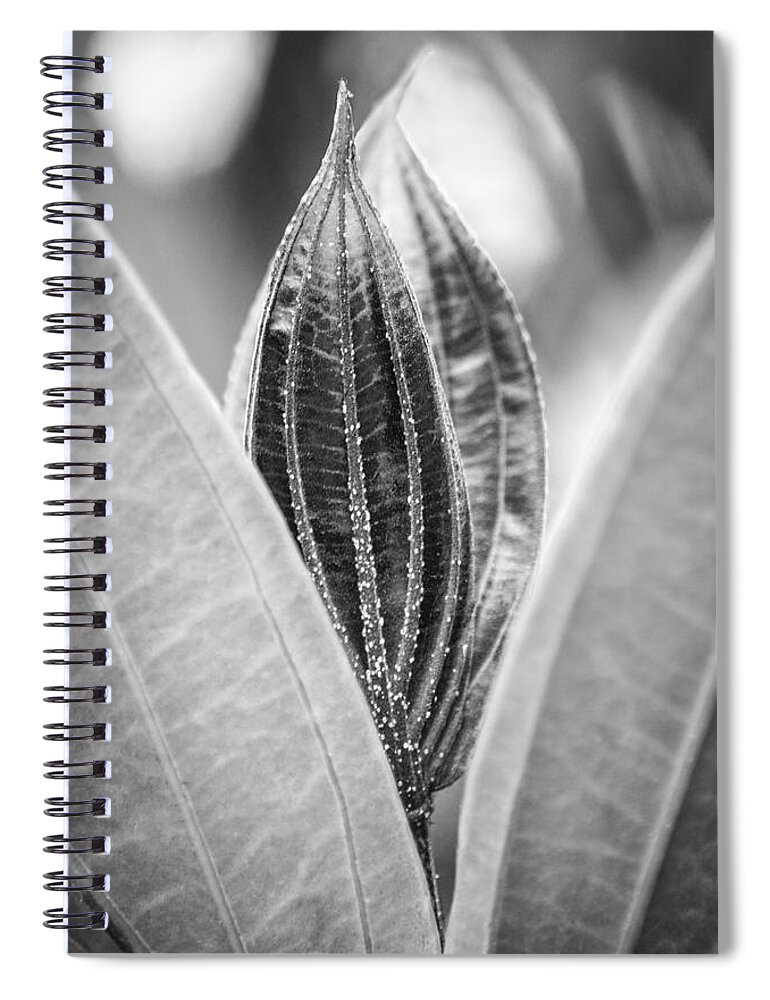 Leaves Spiral Notebook featuring the photograph Hiding In The Green BW by Carolyn Marshall
