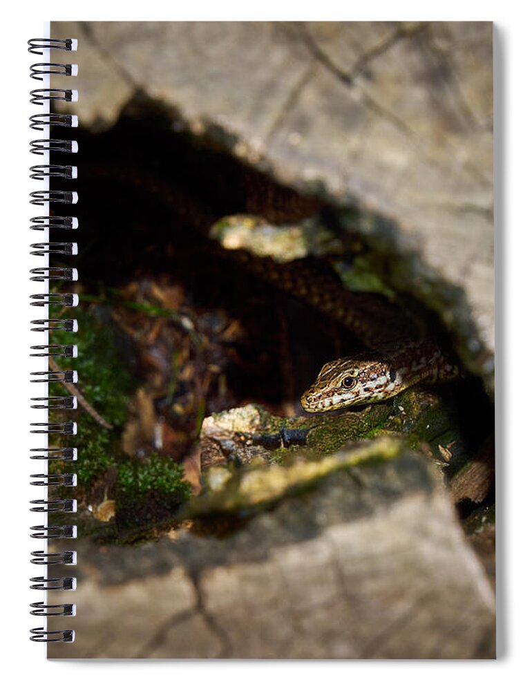 Francacorta Spiral Notebook featuring the photograph Hiding. Montorfano. Cologne by Jouko Lehto