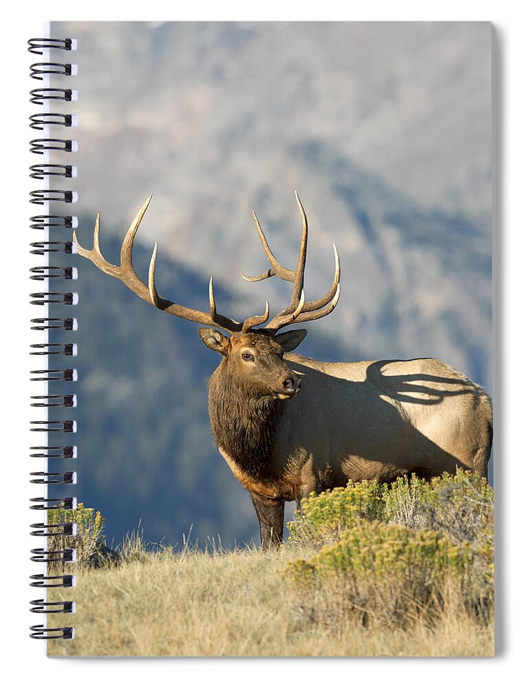 Bull Spiral Notebook featuring the photograph High Country Bull Elk by Gary Langley