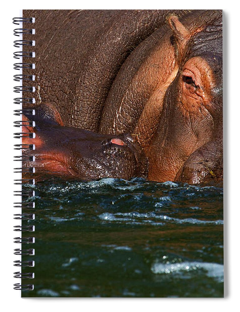 Africa Spiral Notebook featuring the photograph Hippo with baby by Nick Biemans