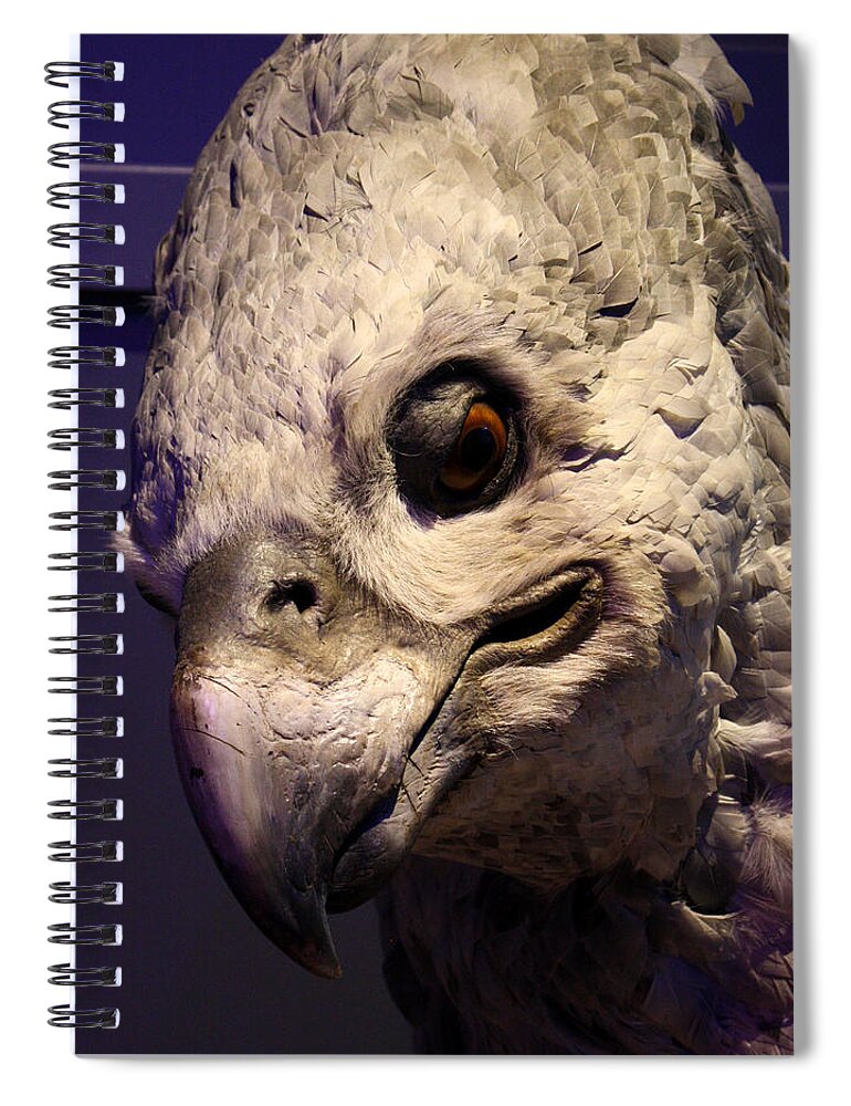 Harry Potter Spiral Notebook featuring the photograph Hippogriff by David Nicholls