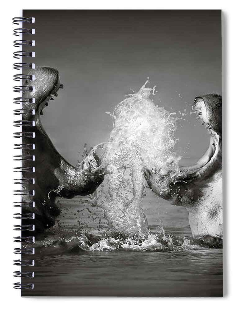 Hippo Spiral Notebook featuring the photograph Hippo's fighting by Johan Swanepoel