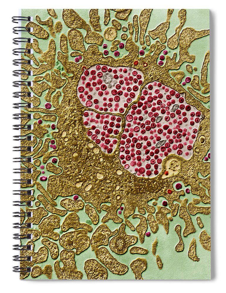Viruses Spiral Notebook featuring the photograph Hiv And Lymphocyte, Tem by Eye of Science